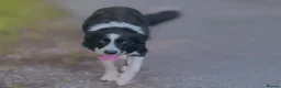Border Collie dogs for stud: Border Collie for Stud  - Advert 2