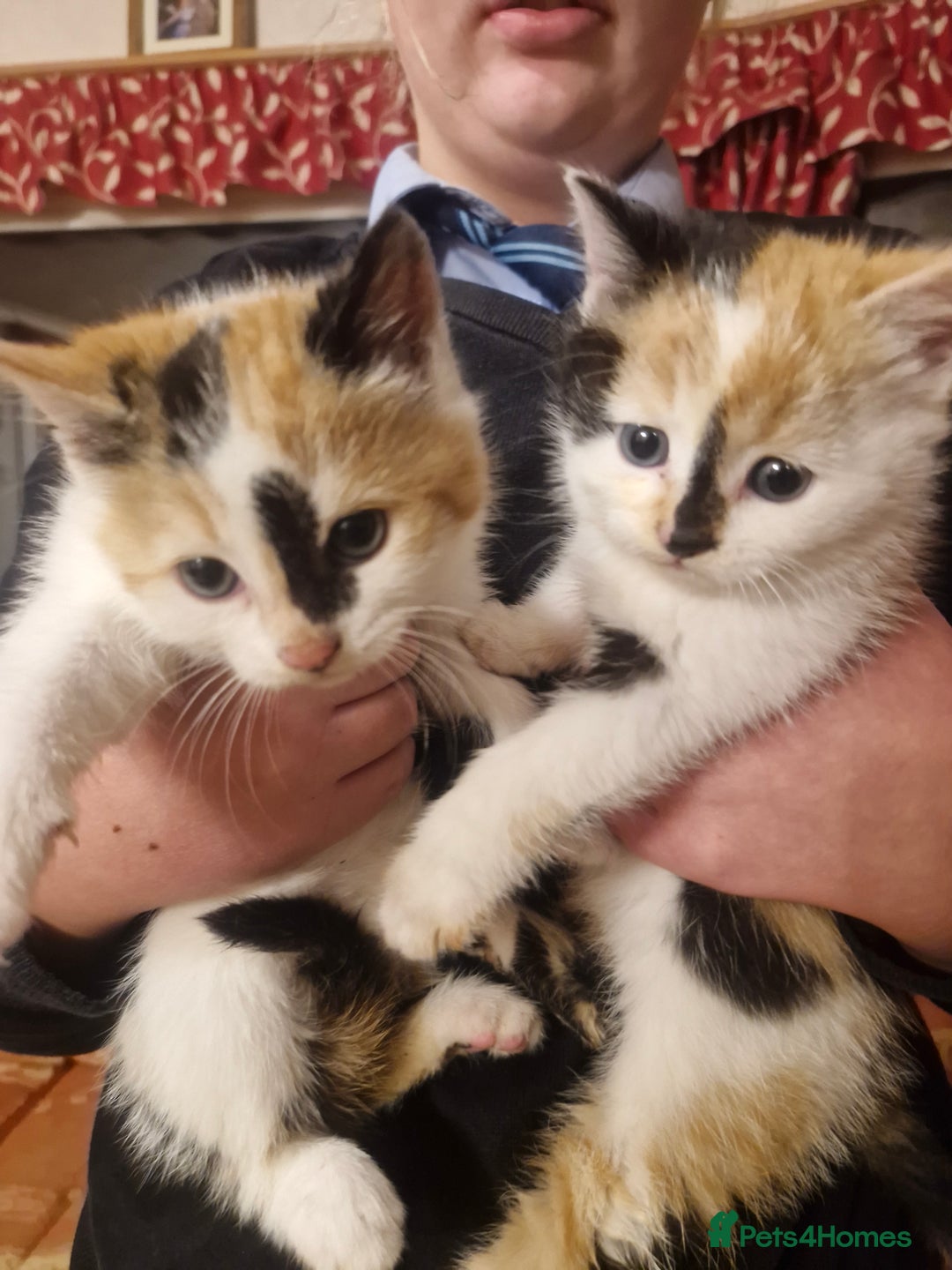 British Shorthair cats for sale: Female kittens - Advert 3