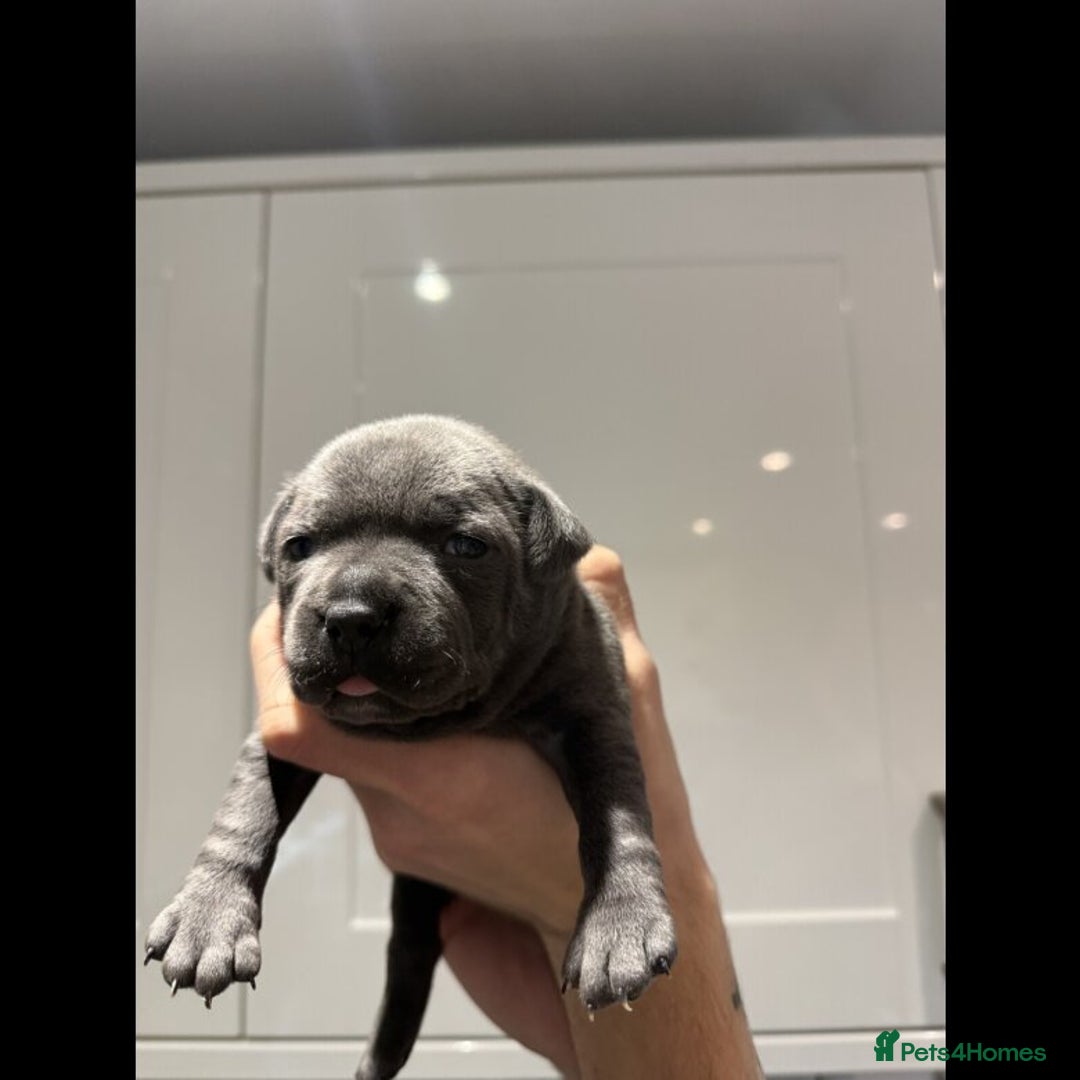 Staffordshire Bull Terrier dogs for sale: Outstanding  %100 Health Tested Staffy Puppies - Advert 12