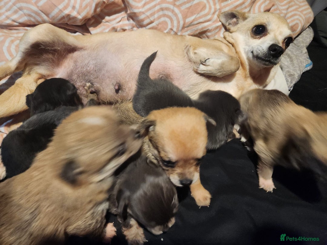 Chihuahua dogs for sale: Chihuahua pups  - Image 4