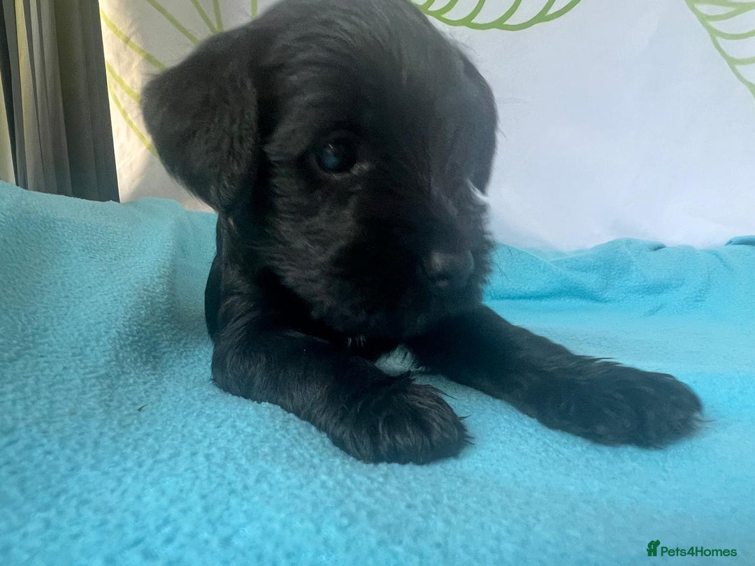 Miniature Schnauzer dogs for sale: Miniature Schnauzer Puppies - Image 6