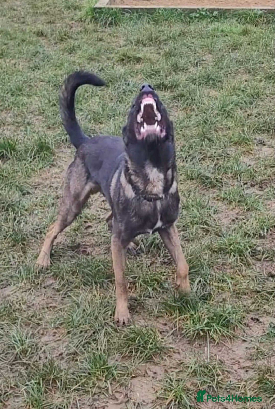 Belgian Shepherd Dog dogs for sale:  Belgian malinois  - Advert 6