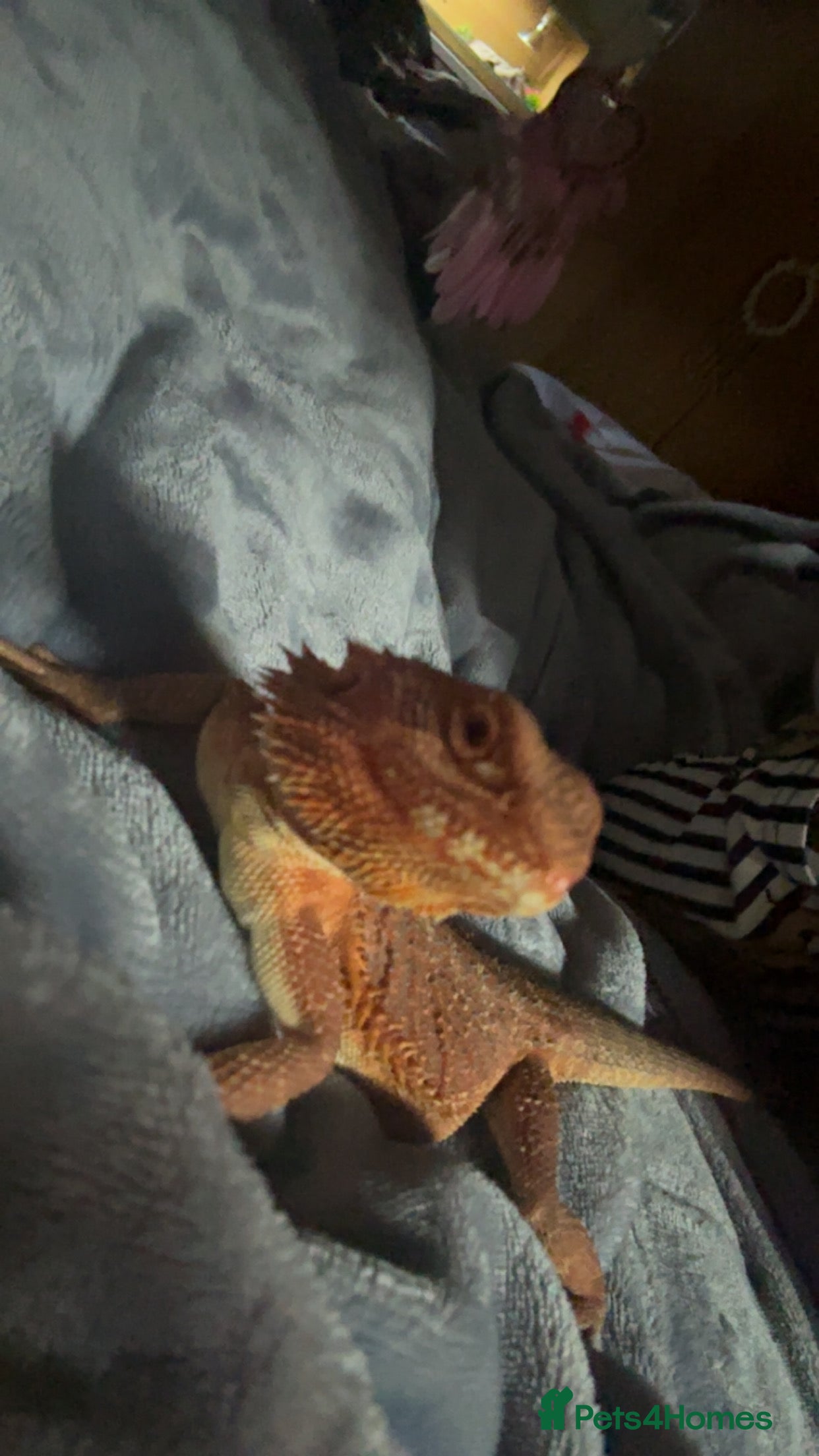 Bearded Dragon reptiles bearded dragon - Advert 3