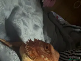 Bearded Dragon reptiles bearded dragon - Advert 3