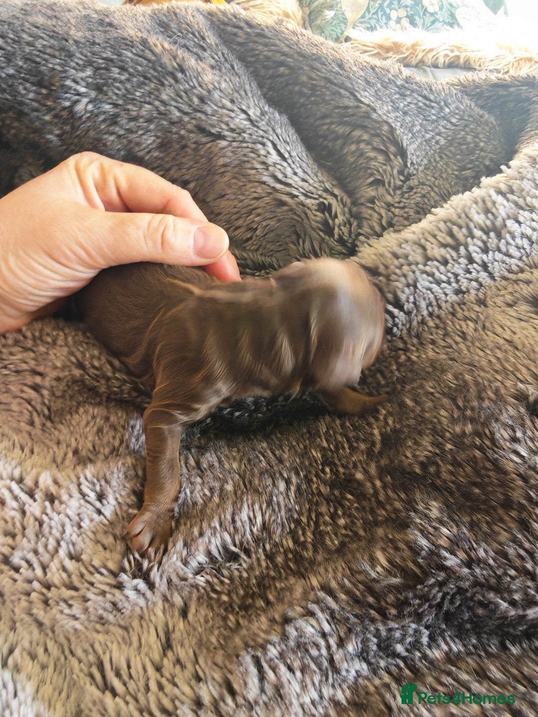 Cockapoo dogs for sale: Cockapoos F1 DNA Health tested patents - Advert 11