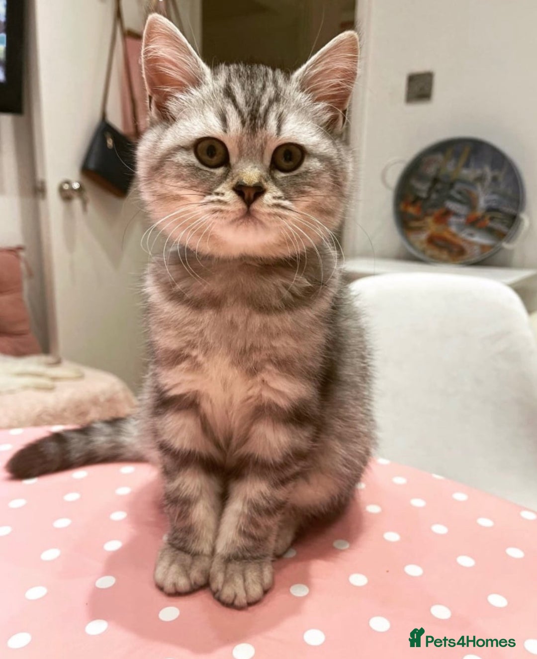 British Shorthair cats for sale: Champion Line Gorgeous BritishShortHair Kittens 🩷 - Image 7