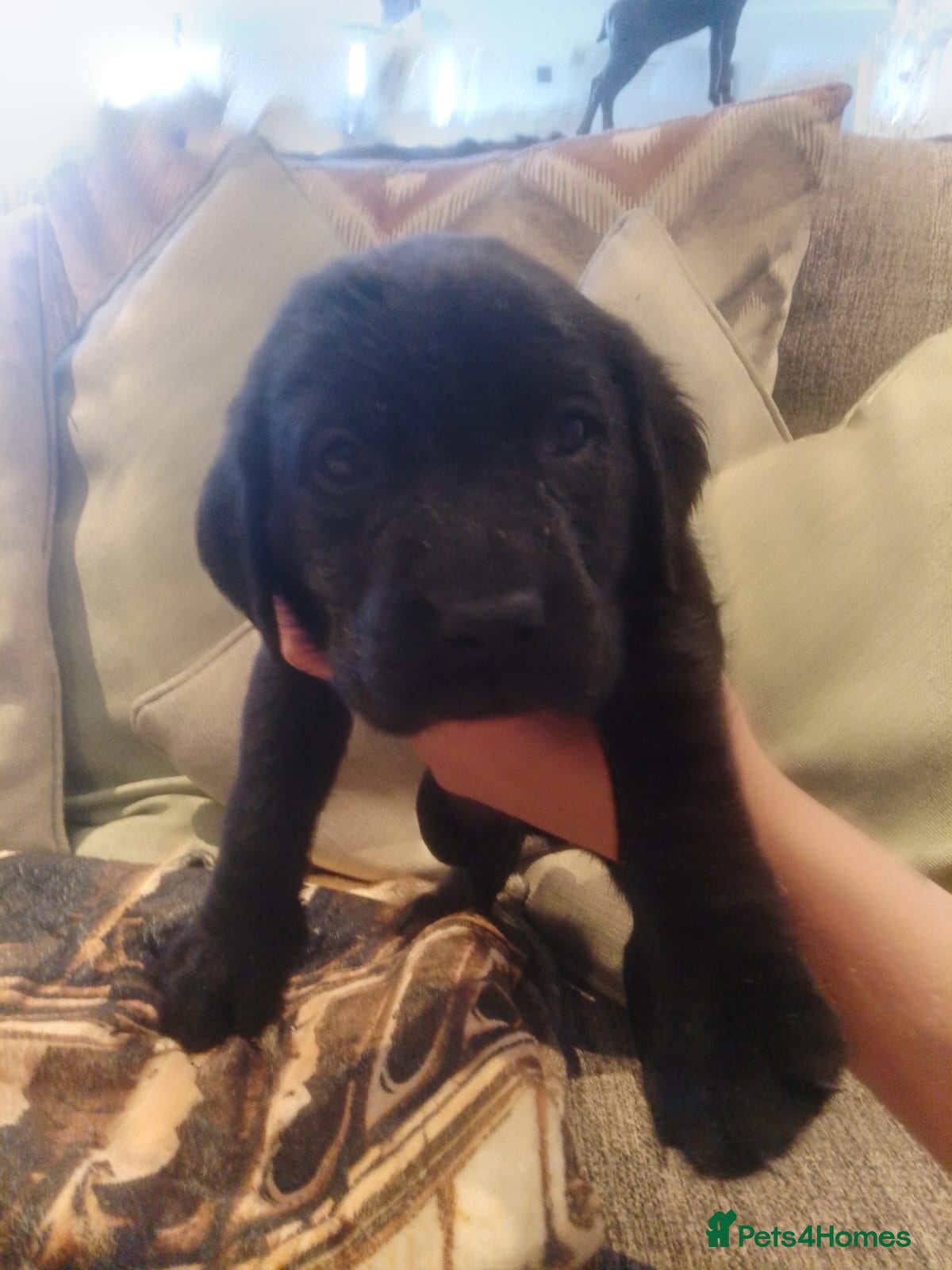 Labrador Retriever dogs Pure Bred Field Labradors Working Champions Lines - Advert 2