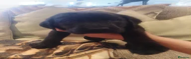 Labrador Retriever 7