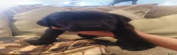 Labrador Retriever dogs for sale: Pure Bred Field Labradors Working Champions Lines - Advert 2