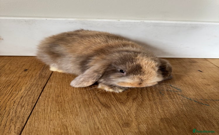 Mini Lop rabbits - Advert 1