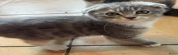 Scottish Fold cats for sale: 2 Beautiful Scottish fold and straight eared girls - Advert 4