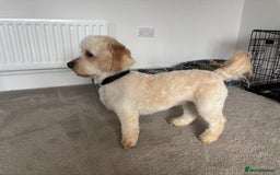 Labradoodle dogs for sale: Mini labradoodle  - Image 3