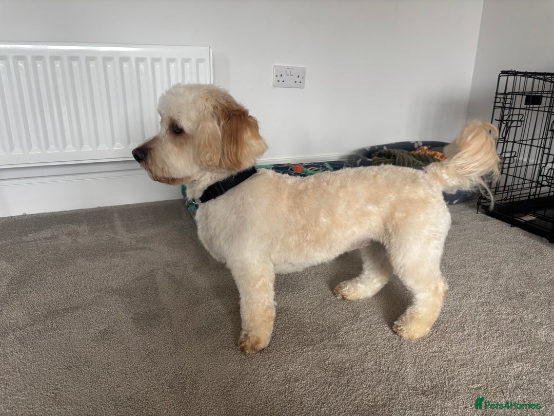 Labradoodle dogs for sale: Mini labradoodle  - Image 3