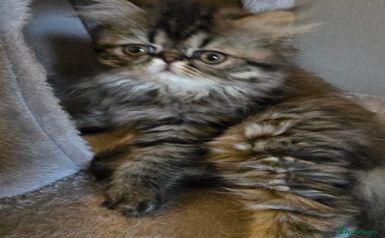 Persian cats - Advert 11