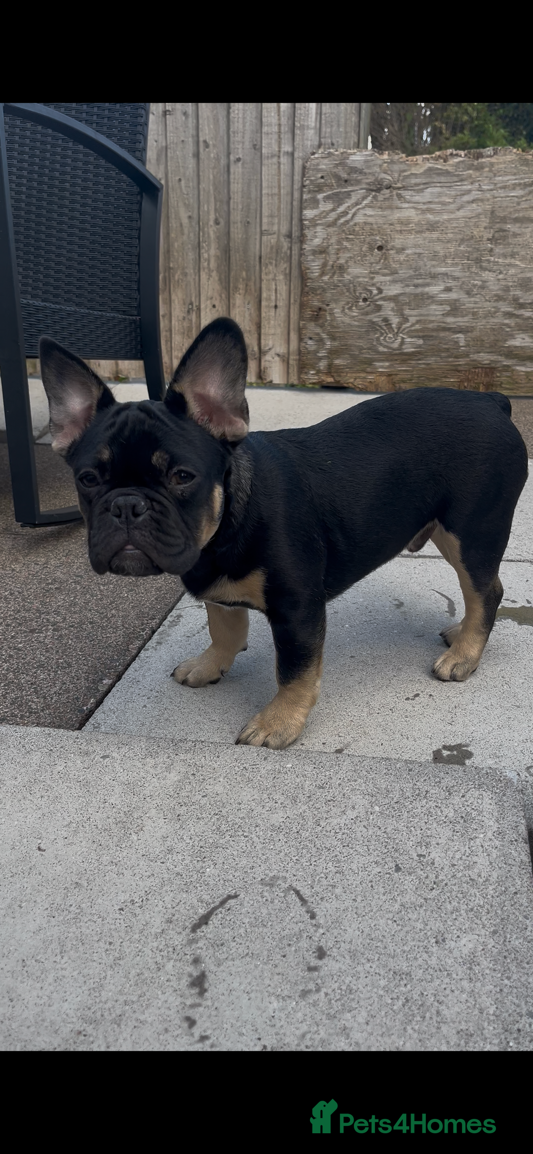 French Bulldog dogs for sale: Beautiful French bulls  - Image 29
