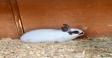 Netherland Dwarf rabbits - Advert 4