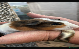 Guinea Pig rodents for sale: Male baby Guineapigs  - Image 3