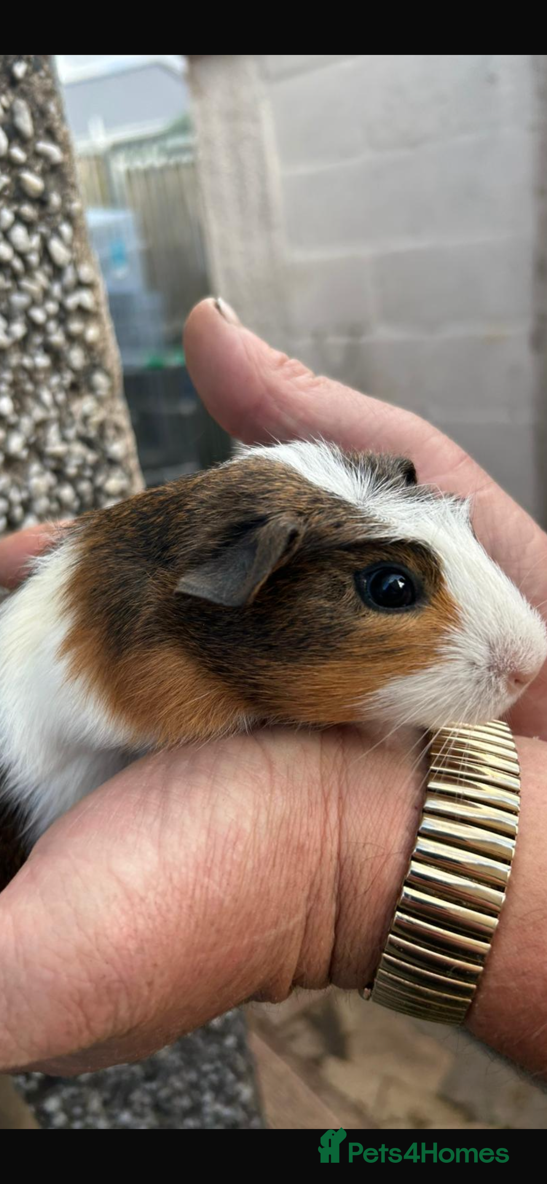 Guinea Pig rodents for sale: Male baby Guineapigs  - Image 3