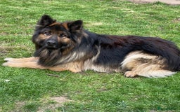 German Shepherd dogs for stud: KC Registered Long Hair German Shepherd Stud - Image 2