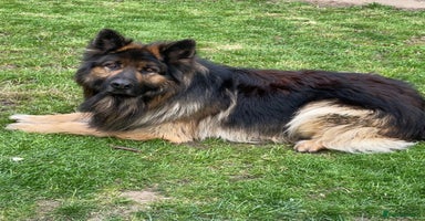 German Shepherd dogs - Advert 15