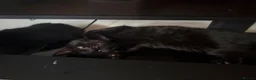 Mixed Breed cats for sale: 4 Kittens for Sale - Advert 9