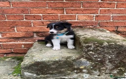 Border Collie dogs for sale: 12 Border Collie Puppies for sale  - Image 11