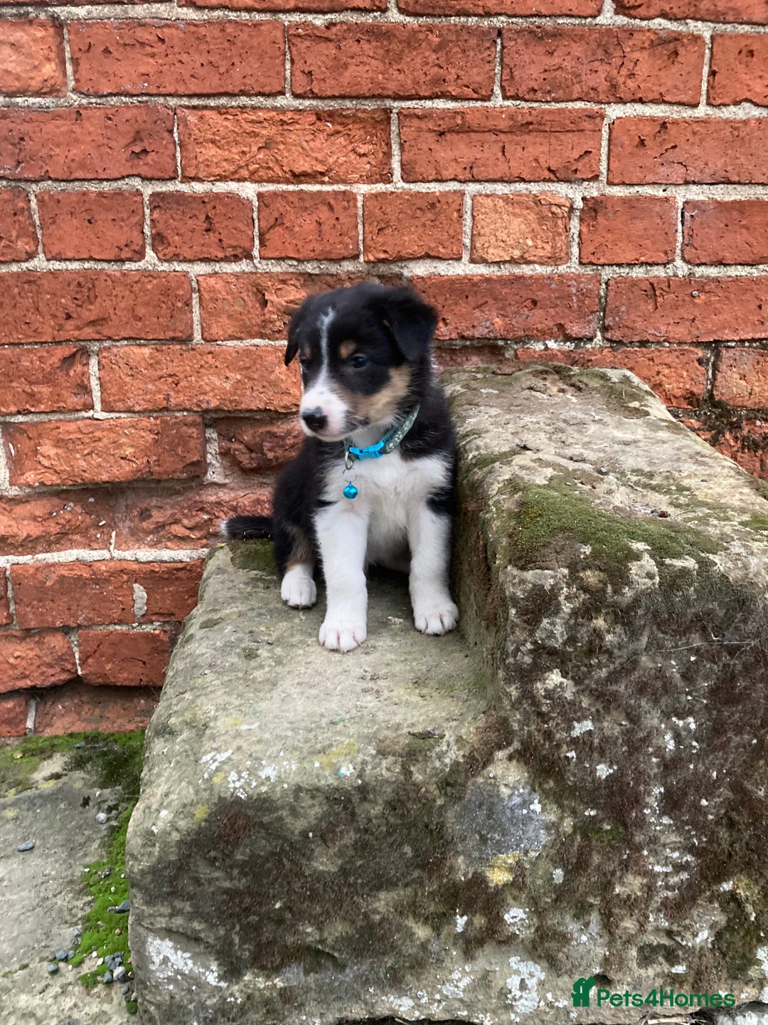 Border Collie dogs for sale: 12 Border Collie Puppies for sale  - Image 11