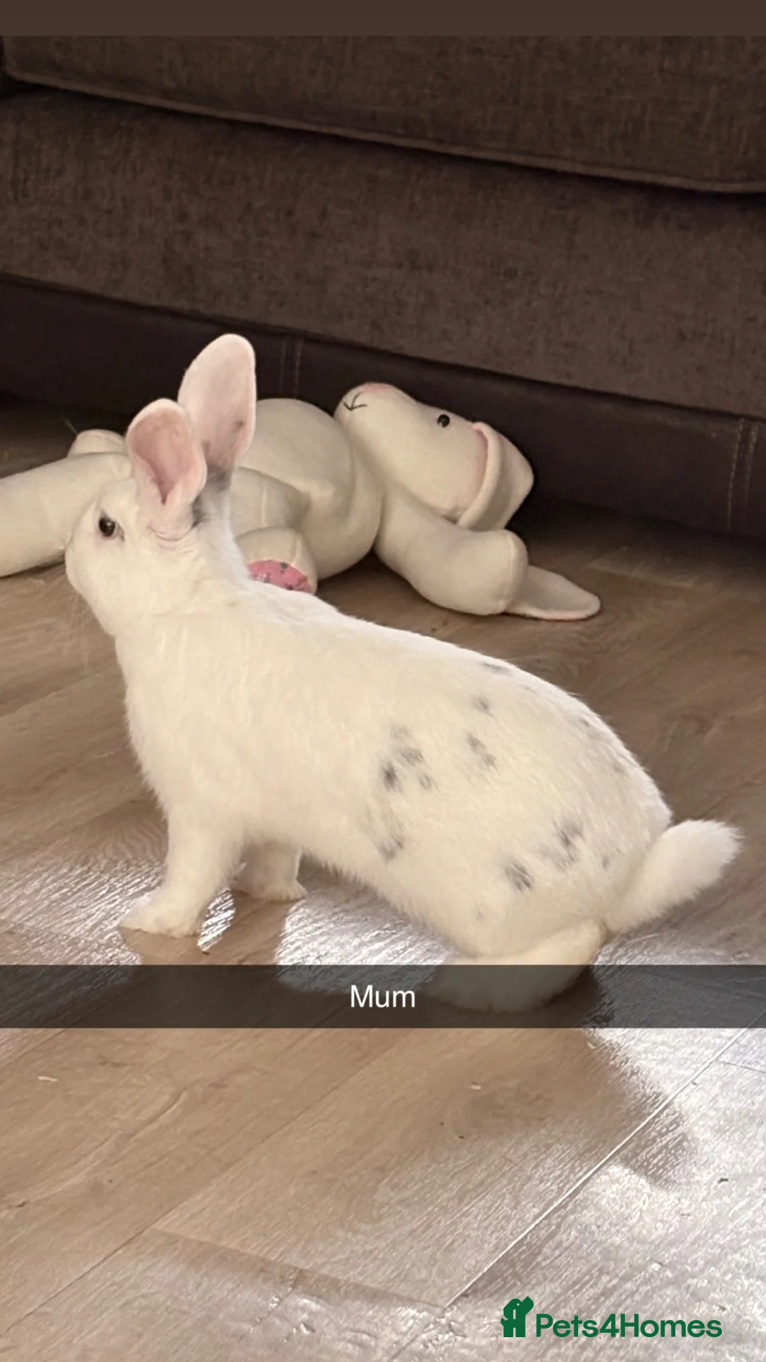Mini Lop rabbits for sale: 🐰 Mini Lop Rabbit Babies – Due Soon 🐰 - Advert 2