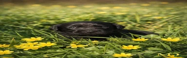Labrador Retriever Puppy 8