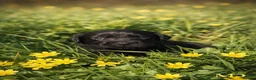 Labrador Retriever dogs for sale: Exceptional KC Reg Labrador Puppies For Sale! - Advert 39