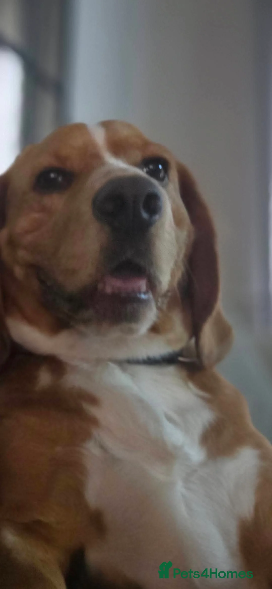 Bocker dogs for sale: Alan the Bocker - Advert 3