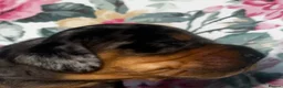 Miniature Dachshund dogs for sale: ❤️ Silver Black & Tan Dapple Dachshund Pups ❤️ - Advert 7