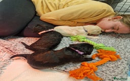 Goldendoodle dogs for sale: Quality goldendoodle puppies*4available,6reserved  - Image 31