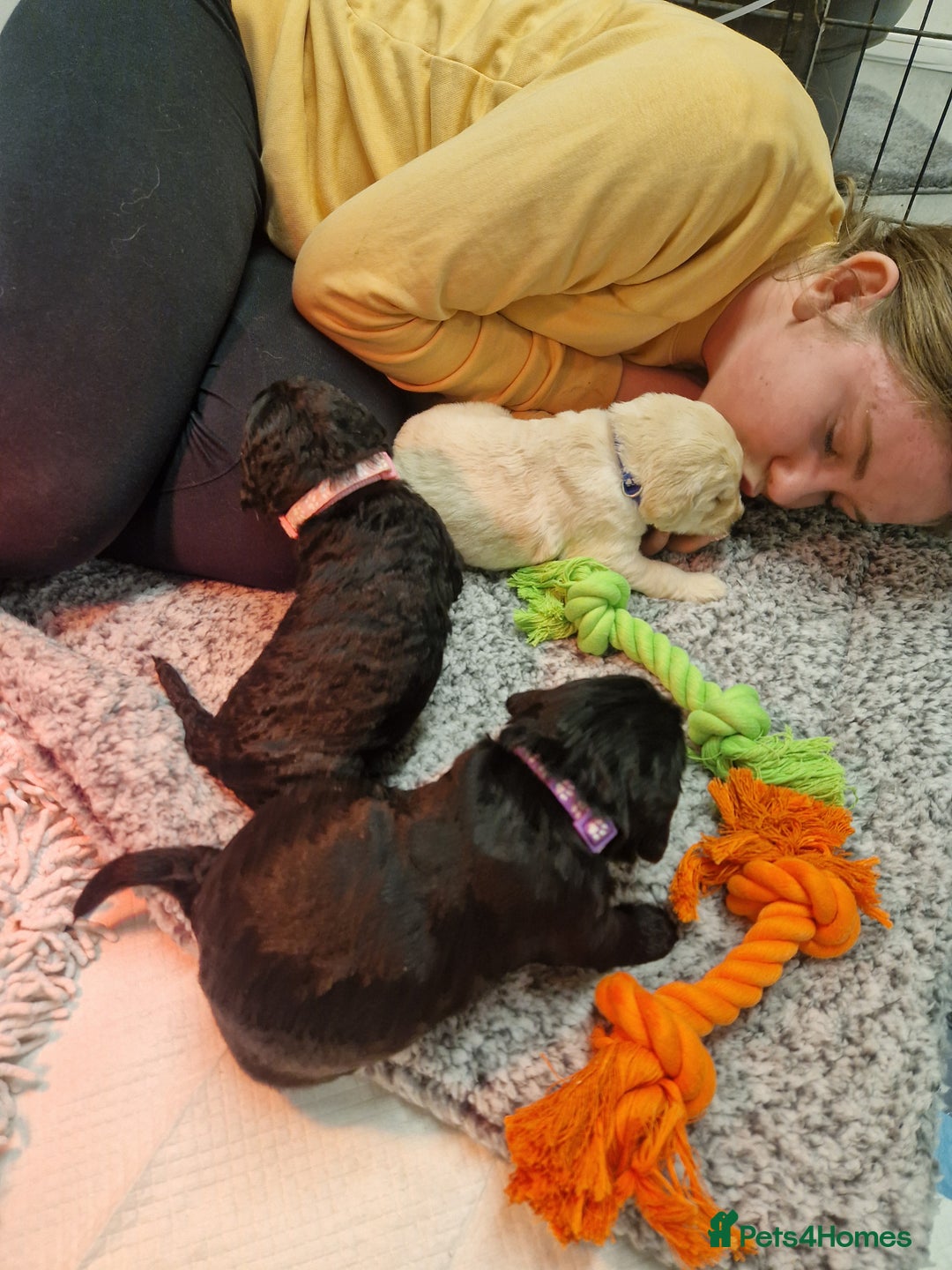 Goldendoodle dogs for sale: Quality goldendoodle puppies*4available,6reserved  - Image 31