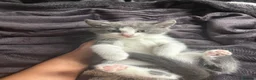 Mixed Breed cats for sale: 3 Blue and Black Mixed breed kittens for sale in Banstead - Advert 6