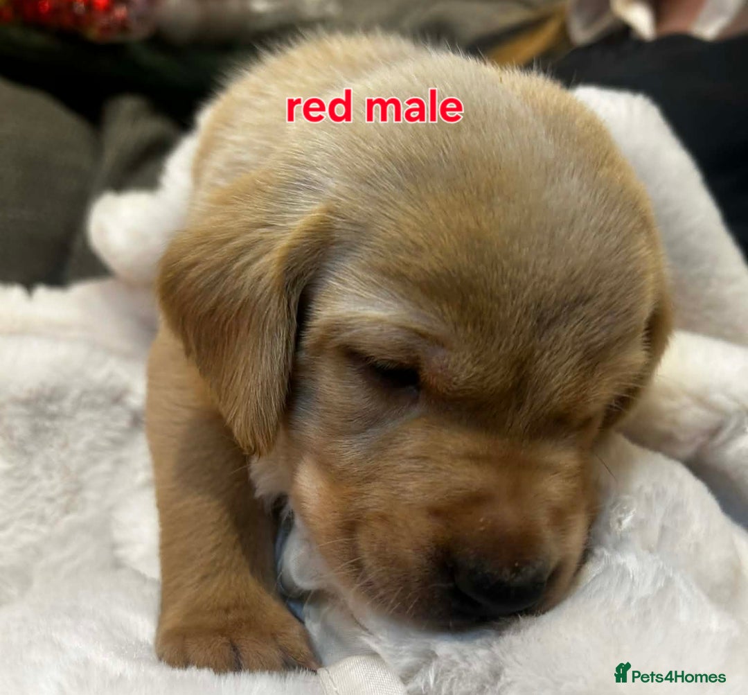 Labrador Retriever dogs for sale:  ✨ Exceptional Labrador Retriever Puppies  ✨ - Advert 10