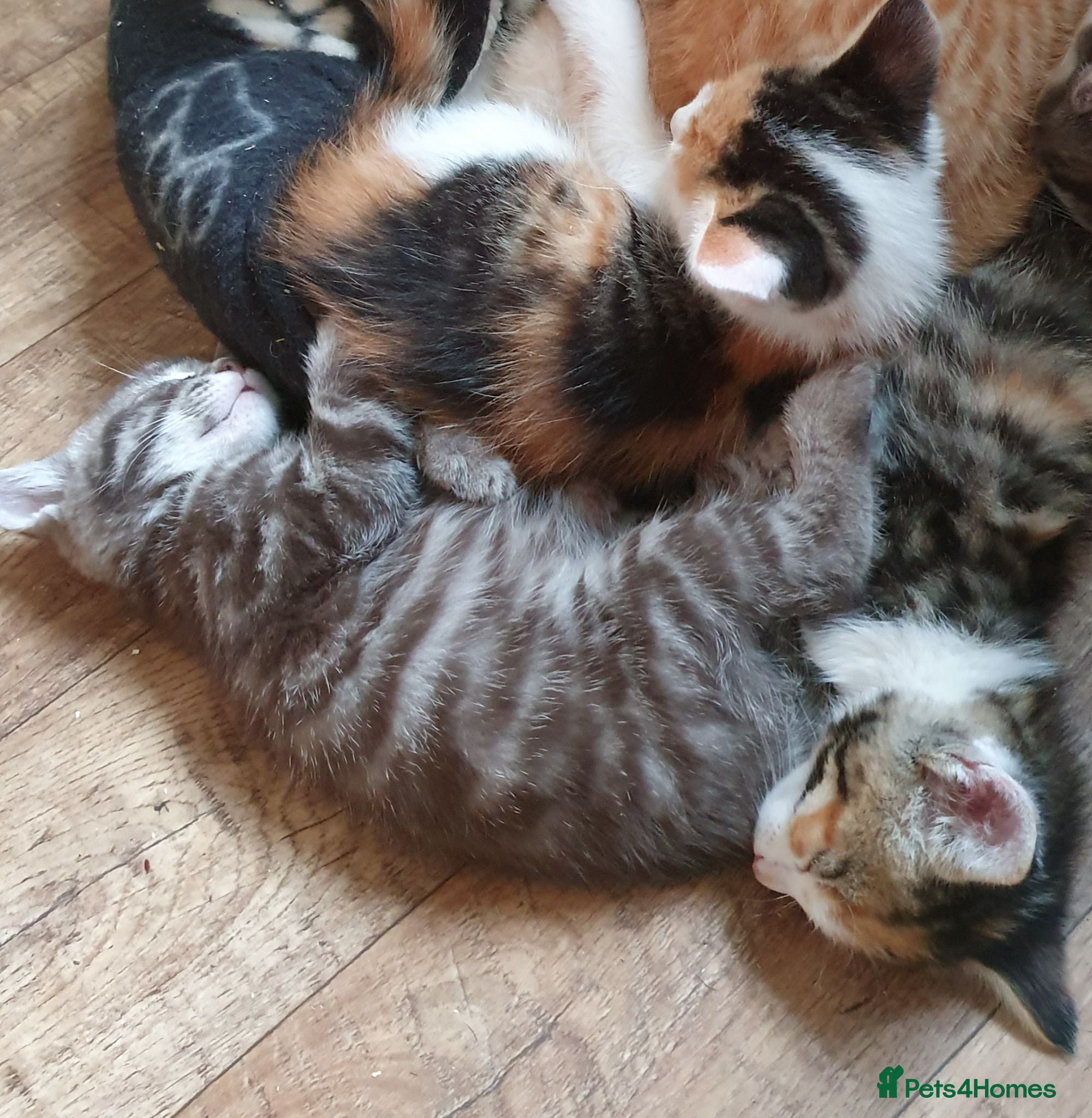 Mixed Breed cats Fun Fun Fun - Advert 12
