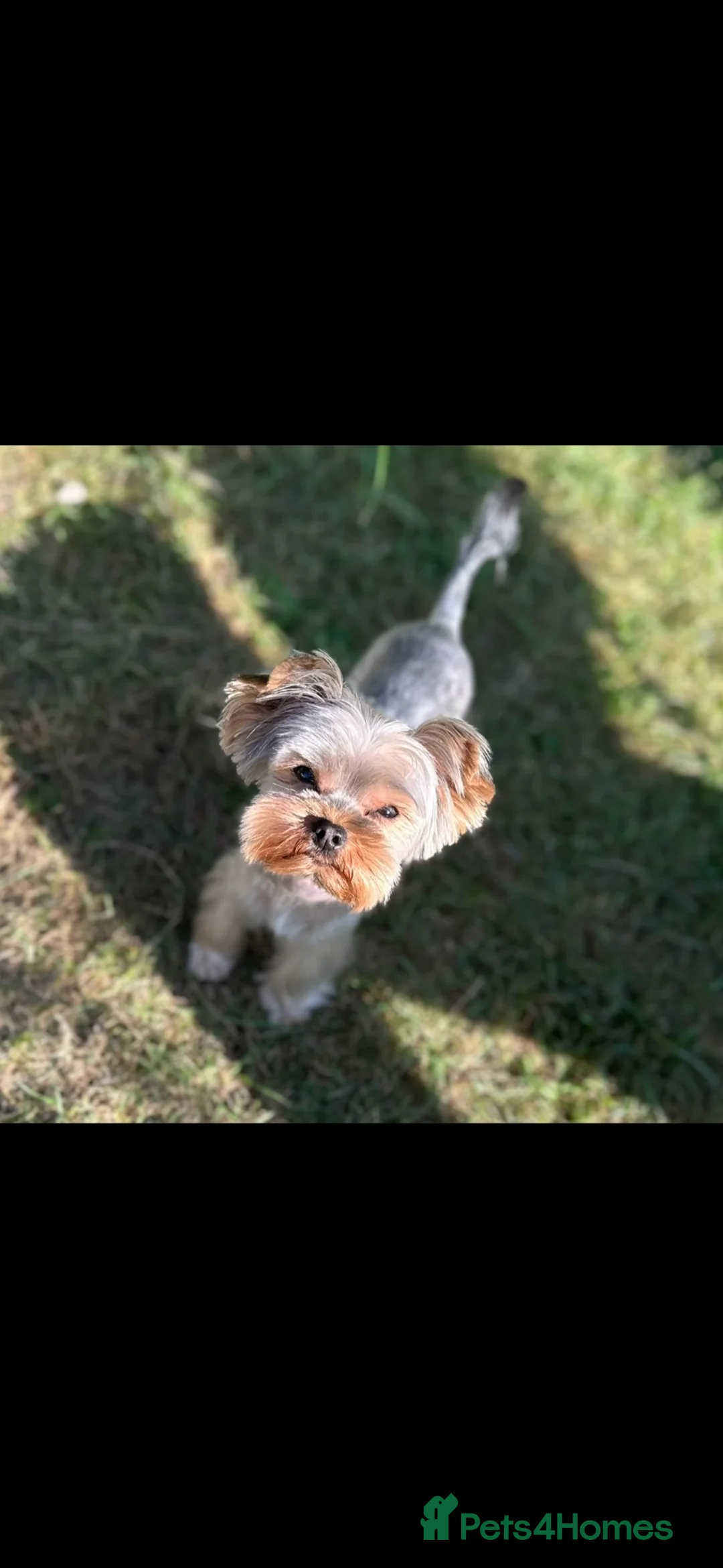 Yorkshire Terrier dogs for sale: RARE GoldDust  **  Yorkshire Terries  in Swindon - Advert 10