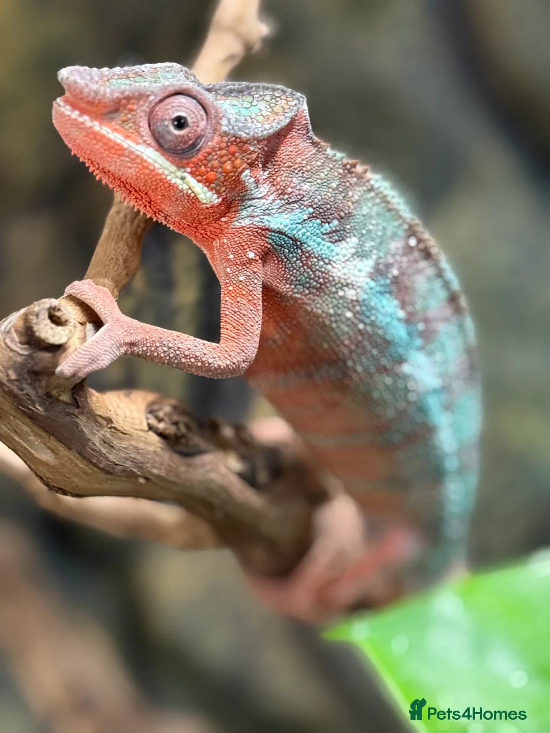 Chameleon reptiles for sale: Chameleons ambilobe - Advert 9