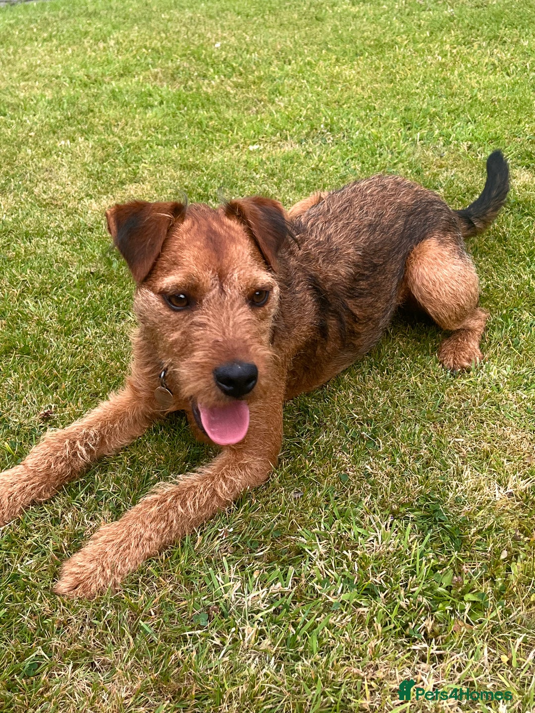 Lakeland Terrier dogs for sale: Gorgeous George  - Image 3
