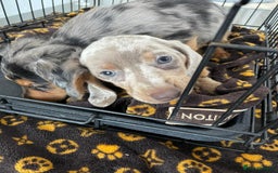 Miniature Dachshund dogs for sale: Miniature dachshund  - Image 5