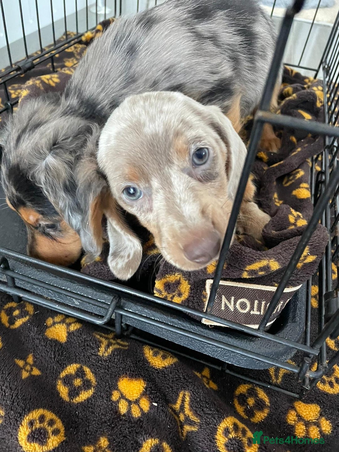 Miniature Dachshund dogs for sale: Miniature dachshund  - Image 5