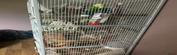 Rat rodents for sale: 2 male rats with cage and accessories  in Harleston - Advert 4