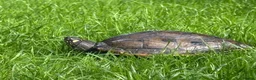 Turtle reptiles for sale: False map turtle  in Liverpool - Advert 4