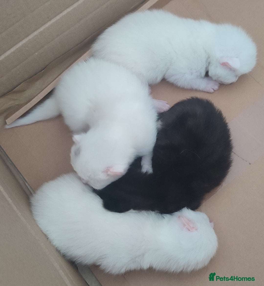Siberian cats for sale: 4 kittens for sale - Image 12