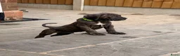 Cane Corso dogs for sale: Brutus(X-Man) World Winner line Cane Corso Puppies - Advert 24