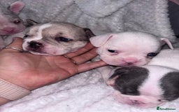 French Bulldog dogs for sale: French bulldog pups 3 females 2 males  - Image 16