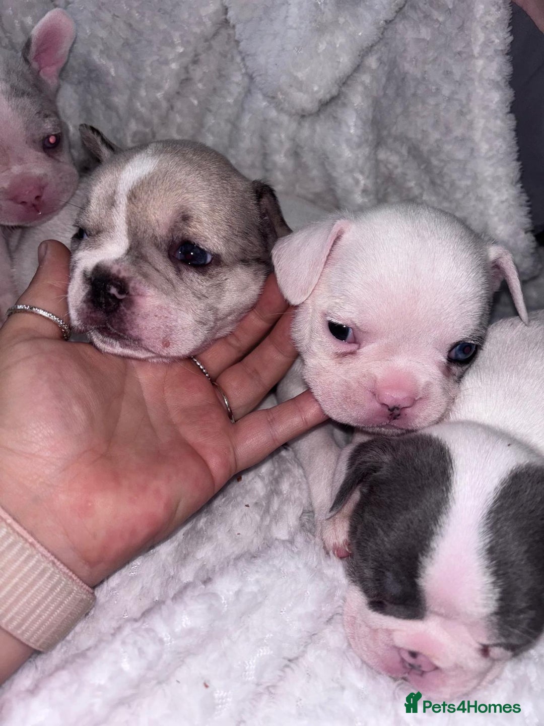 French Bulldog dogs for sale: French bulldog pups 3 females 2 males  - Image 16
