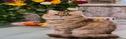 Persian cats for sale: Persian kittens - Advert 3