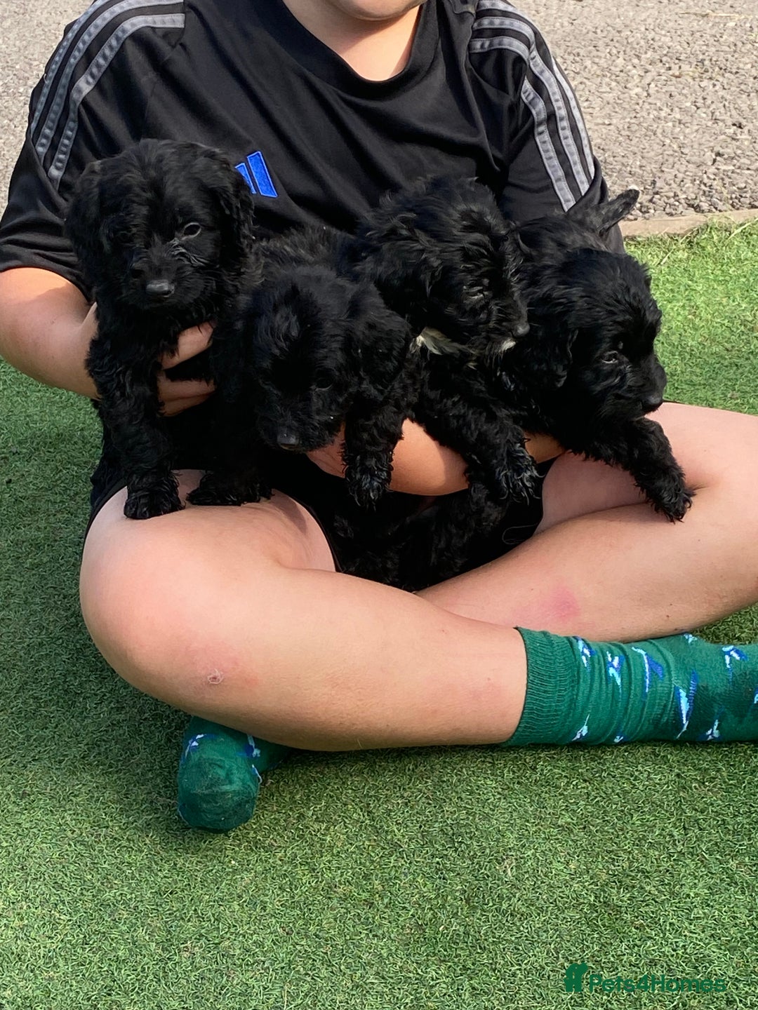 Cockapoo dogs for sale: Cockapoo puppy’s boys/girls - Image 6